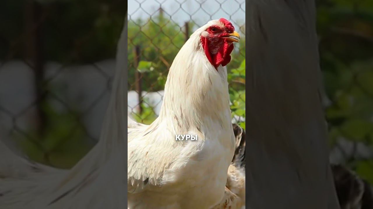 Как сохранить скотину в банкротстве #банкротство #долги #shorts смотреть онлайн