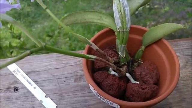 Cattleya nobilior смотреть онлайн