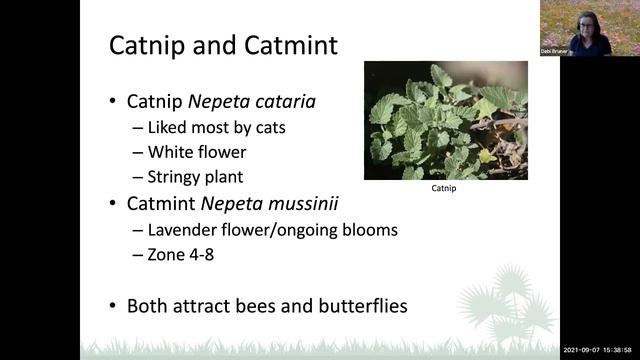 Growing Herbs смотреть онлайн