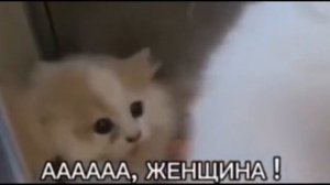 ААА ЖЕНЩИНА