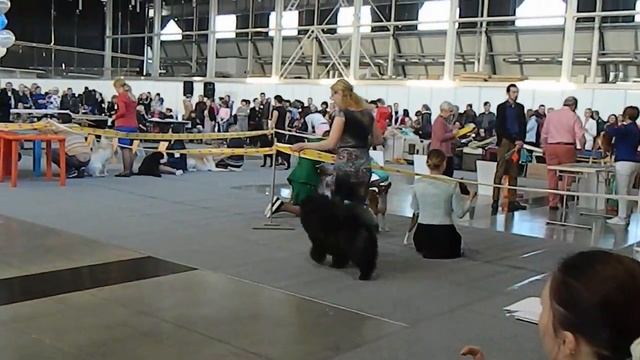 Рубин Астерхаус Паркс Роза Ли- Лучший юниор смотреть онлайн