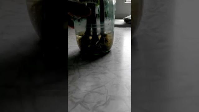 Укоренение виноградной лозы.2 месяца спустя. смотреть онлайн