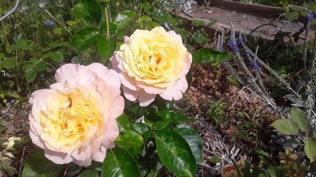 РОЗА ГЛОРИЯ ДЕЙ!!!! смотреть онлайн