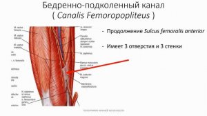 Топография нижней конечности
