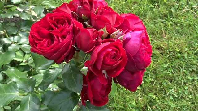 Rosa ´Rotkäppchen´ смотреть онлайн