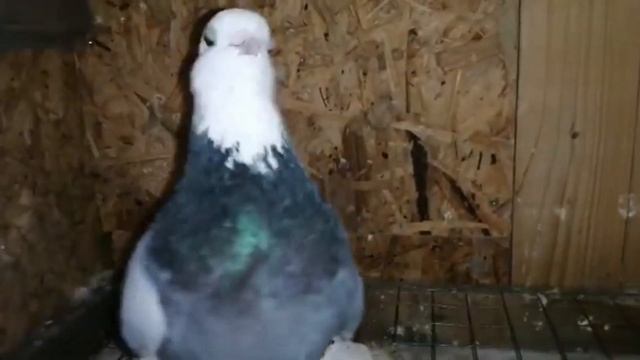 Ручные сизолысые белоголовые голуби, краткий обзор моих племенных голубей. От Sergej & Alex Peters. смотреть онлайн