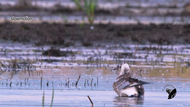 Бекас и его команда 2 часть