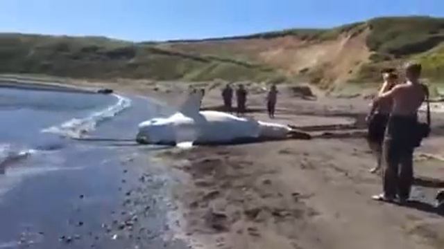 Акулу выбросило на берег. смотреть онлайн