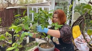 Пересадка цитрусов со стажем) обрезка лимона Мейер ?