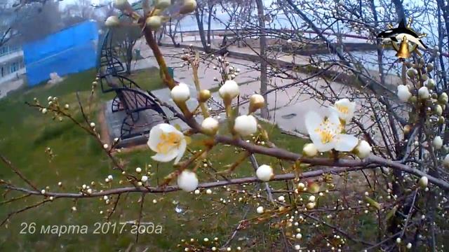 Цветение абрикоса и сливы смотреть онлайн