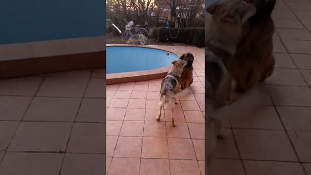 Чешский Волчак смотреть онлайн