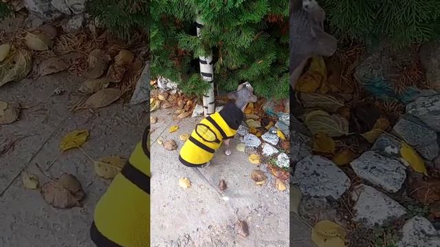 Последние деньки тепла. Пчёлка прилетела).