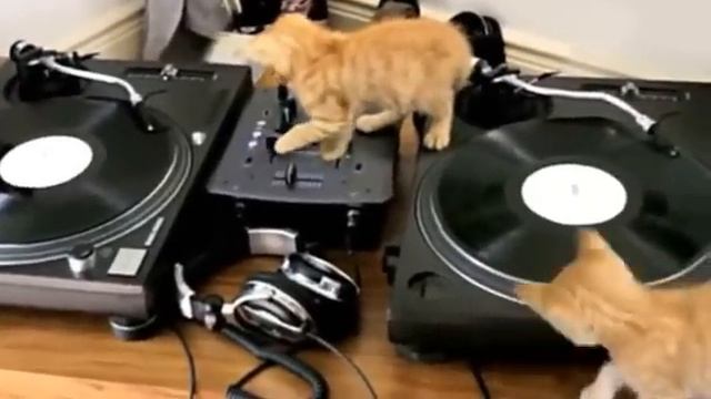 Котята DJ смотреть онлайн