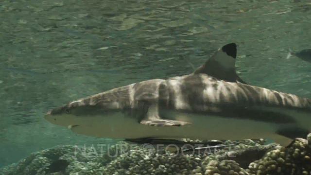 Blacktip Reef Shark swimming past camera. смотреть онлайн