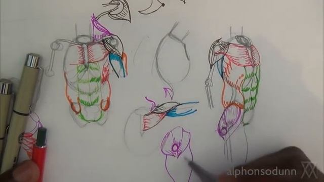 How to Draw Human Anatomy Part 2 | bone FIRST, muscle SECOND смотреть онлайн