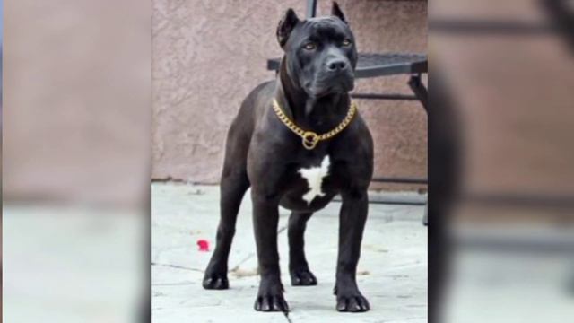 DOG SHORT || DOG NEW VIDEO PITBULL LOVERS смотреть онлайн