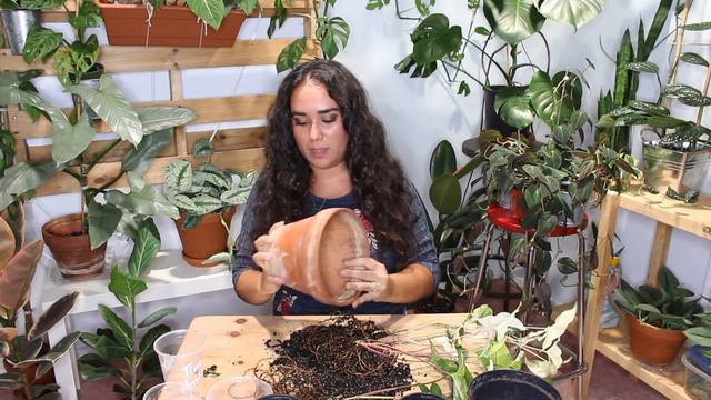 How to Care for Syngonium Albo Houseplant | Signs that a Plant needs a bigger pot смотреть онлайн