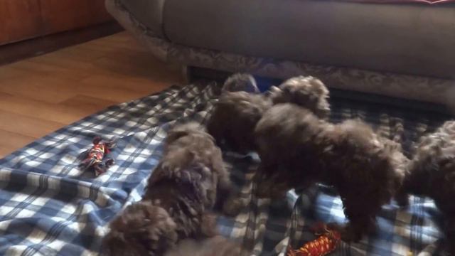 наши щенки русской цветной болонки развлекаются ))) смотреть онлайн