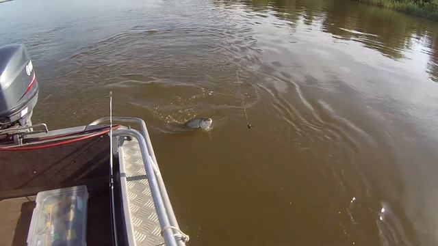 Летняя рыбалка.Жерех.Астраханская обл.с.Житное.15 июня 2017 смотреть онлайн