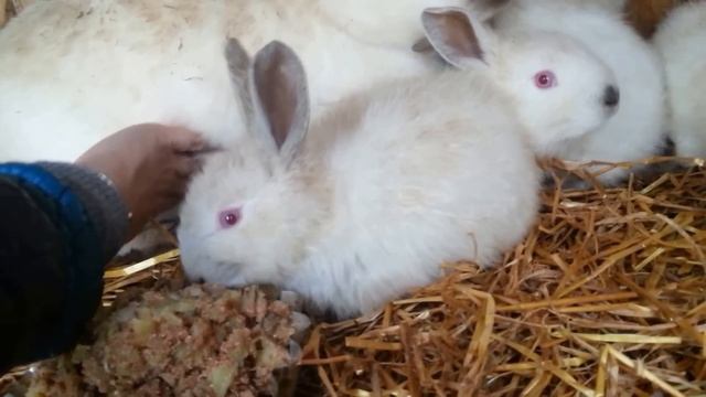 Когда отсаживать крольчат от крольчихи смотреть онлайн