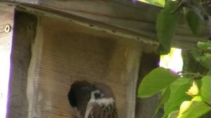 Домик для воробья/House for the sparrow