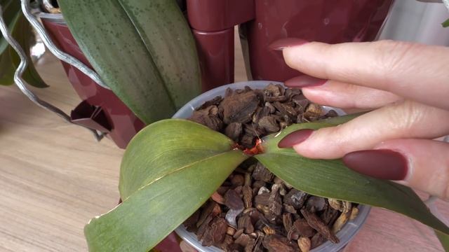 Орхидеи ИЗЮМЫ./ Выгнивала точка роста./ Закукленные корни НЕСПОСОБНЫ ПИТАТЬ?! КТО ЭТО ПРИДУМАЛ?! смотреть онлайн