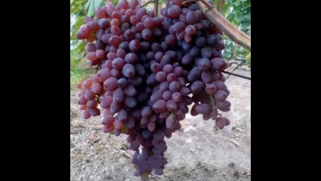 ВИНОГРАД КИШМЫШ ЗАПОРОЖСКИЙ смотреть онлайн