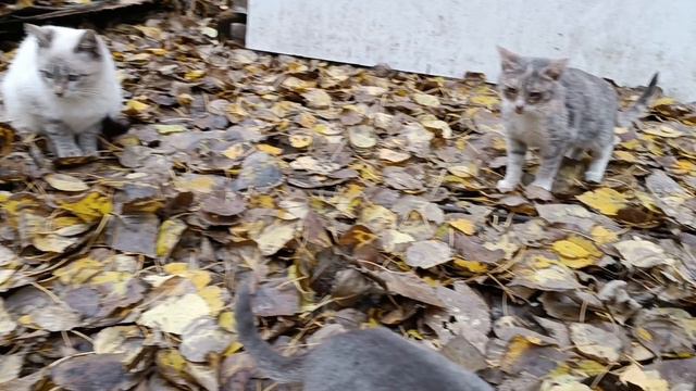 Сибирская ласковая кошечка #Кошки_котельная_Керамкомбинат смотреть онлайн