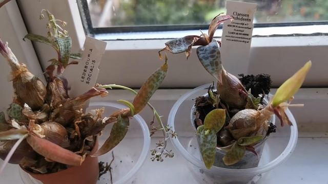 Ledebouria Socialis Aka Scilla Violacea Aka Scilla Socialis: A Very Easy Variegated Succulent Plant