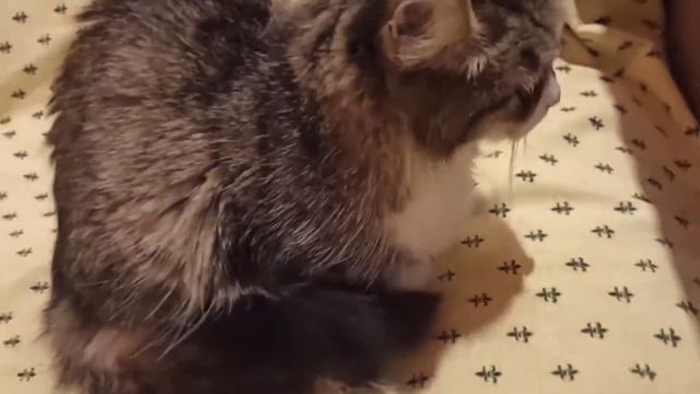 Между нами девочками 😂 Разговор о любви и дружбе... #любовь#разговор#кошка смотреть онлайн