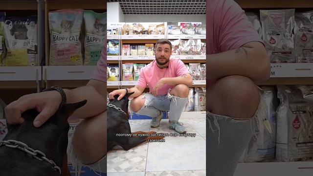 Как приучить собаку ходить на пеленку? смотреть онлайн