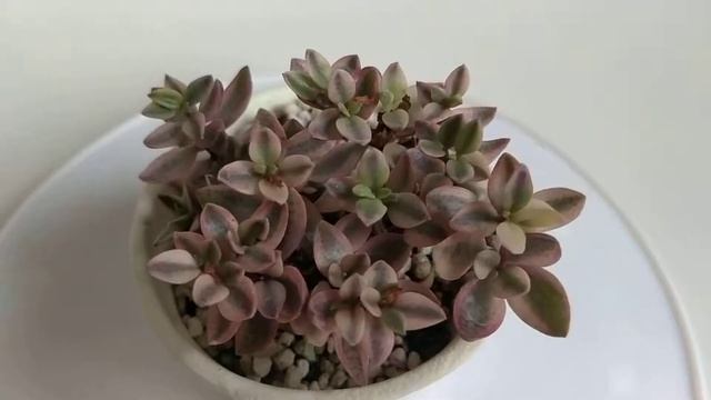 CRASSULA VOLKENSII VARIEGATED ヴォルケルシー錦, succulent plant смотреть онлайн