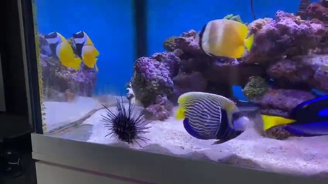 Спинорог откусывает иголки у ежа диадема, которую я сразу же перенёс в самп, чтоб не съели. смотреть онлайн