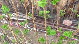 май в малиннике