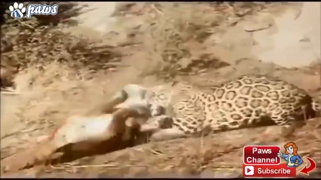 Тигр УБИВАЕТ Пит БУЛЯ!!! ШОК!!! Ягуар против ПУМЫ!!! A tiger KILLS a pit BULL!!! SHOCK!!! смотреть онлайн