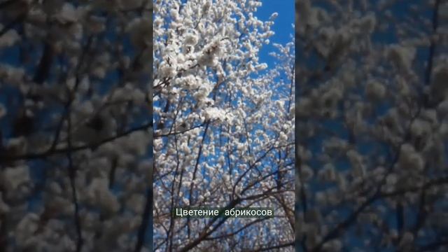 Цветут абрикосы смотреть онлайн