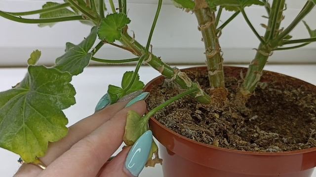 Обрезка ГЕРАНИ весной ПО УЗЛАМ_ обильное цветение на пышном кустике. Будет супер, проверено! смотреть онлайн