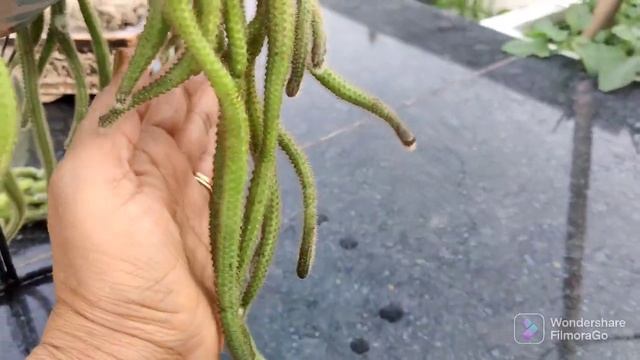Aporocactus Flanglliformis || Snake Cactus || Cat Tail Cactus Plant || Different Varaity Of Cactus
