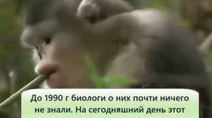 Черные ринопитеки