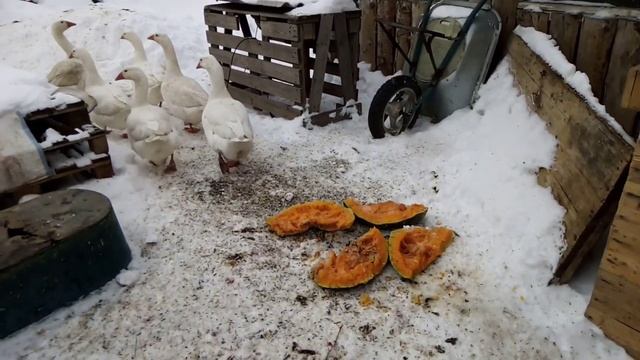 БУЖЕНИНА по Домашнему рецепту. смотреть онлайн