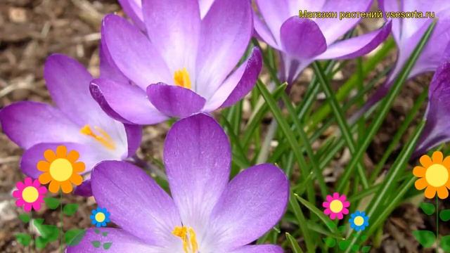 Крокус ботанический Руби Гигант. Краткий обзор, описание характеристик Ruby Giant