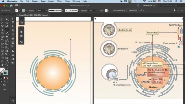 Draw ER in Illustrator 2019 endoplasmic reticulum | Graphical abstract tutorials | смотреть онлайн