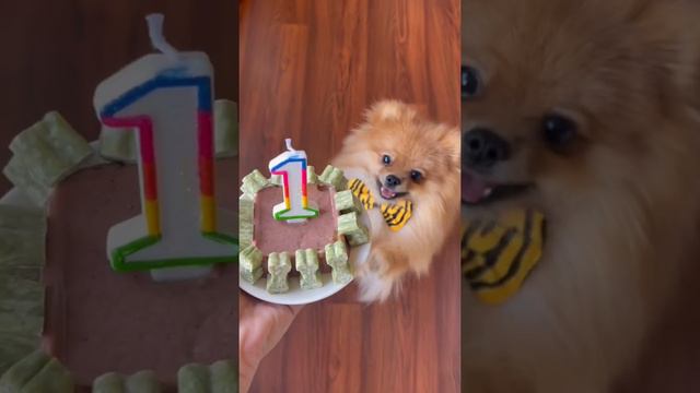 ДР у шпица 🥳🐶 смотреть онлайн