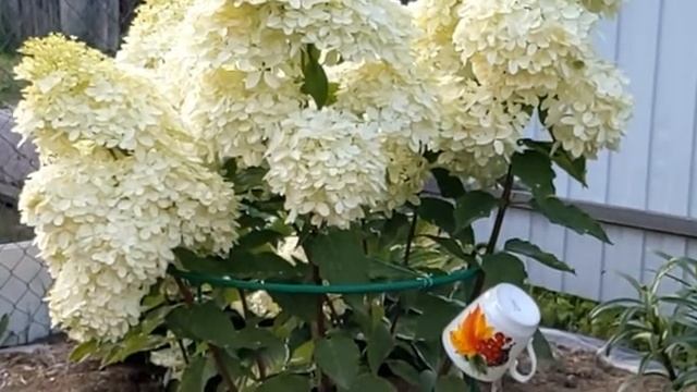 Обзор сада.16.08.22.Самарская Лидия, Бобо пострадали от кротов. Гортензии поразили своими "шапками" смотреть онлайн