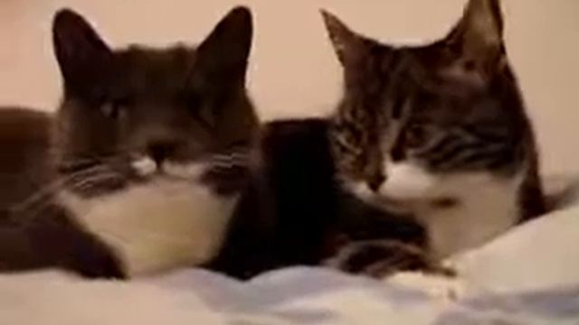 Забавные котята мяуканье мурлыкание 2017