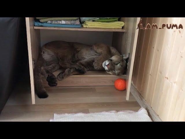 Каникулы Мессифация.  Messi's Vacation