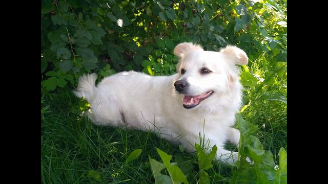 Умка Собака смотреть онлайн