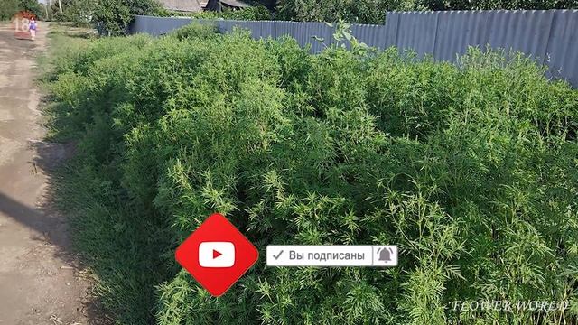 Осторожно – амброзия! Когда цветёт коварное растение. смотреть онлайн