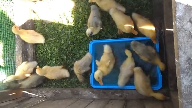 Утята бройлеры СТАР 53. День одиннадцатый. смотреть онлайн