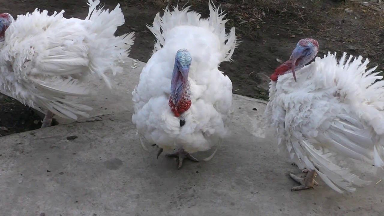 Неудачный эксперимент с индейкой Что не так? Закрытие сезона смотреть онлайн